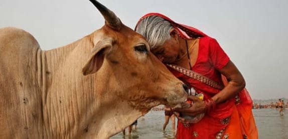 Gau seva