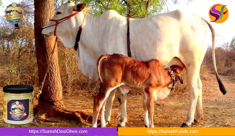 Pure Real Cow Ghee From Indigenous Breed Of India : SureshDesiGhee